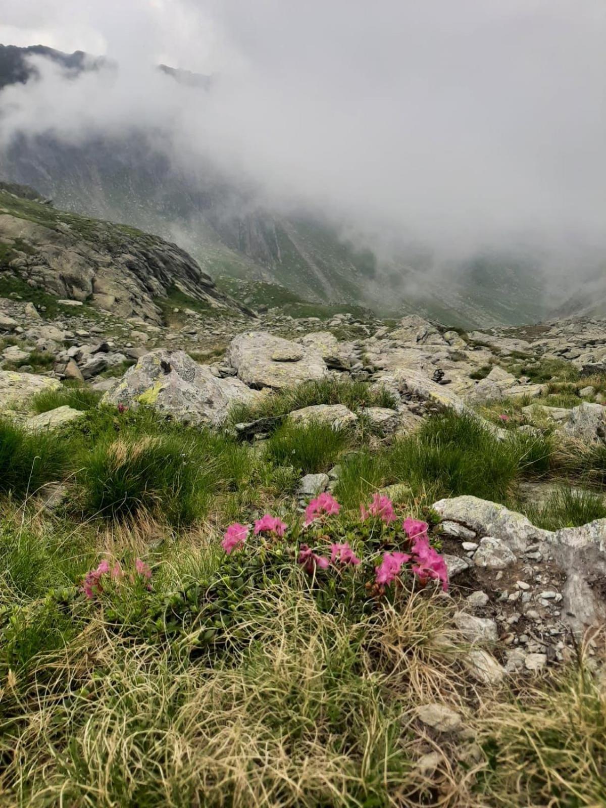 CîrţişoaraCasa Oaspeti Transfagarasanアパートメント エクステリア 写真